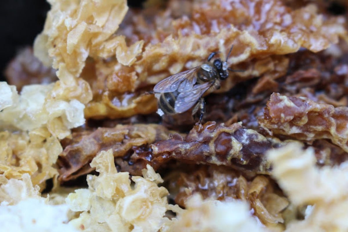 Pasieka, pszczoły i miód./пасіка Бджоли і мед./The apiary, bees and honey.