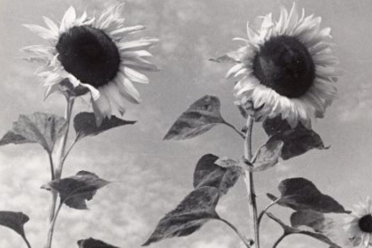 Jan-Bulhak-i-Syn-Plantacja-Slonecznikow-fotografia--vintage-print
