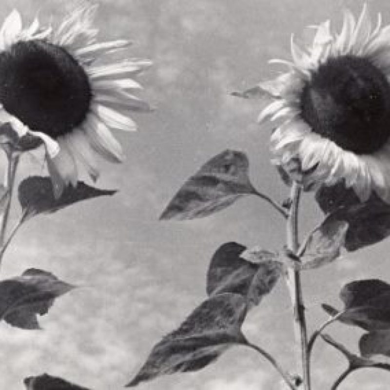 Jan-Bulhak-i-Syn-Plantacja-Slonecznikow-fotografia--vintage-print